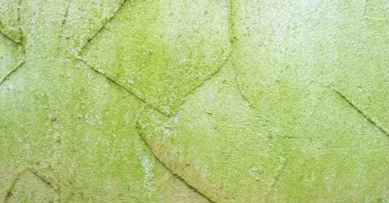 Skuteczne metody na usunięcie glonów z elewacji bez uszkodzeń