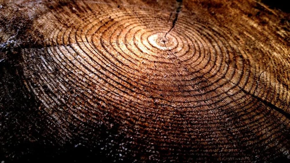 Jakie drzewo na dom z bali - wybierz najlepsze gatunki dla trwałości